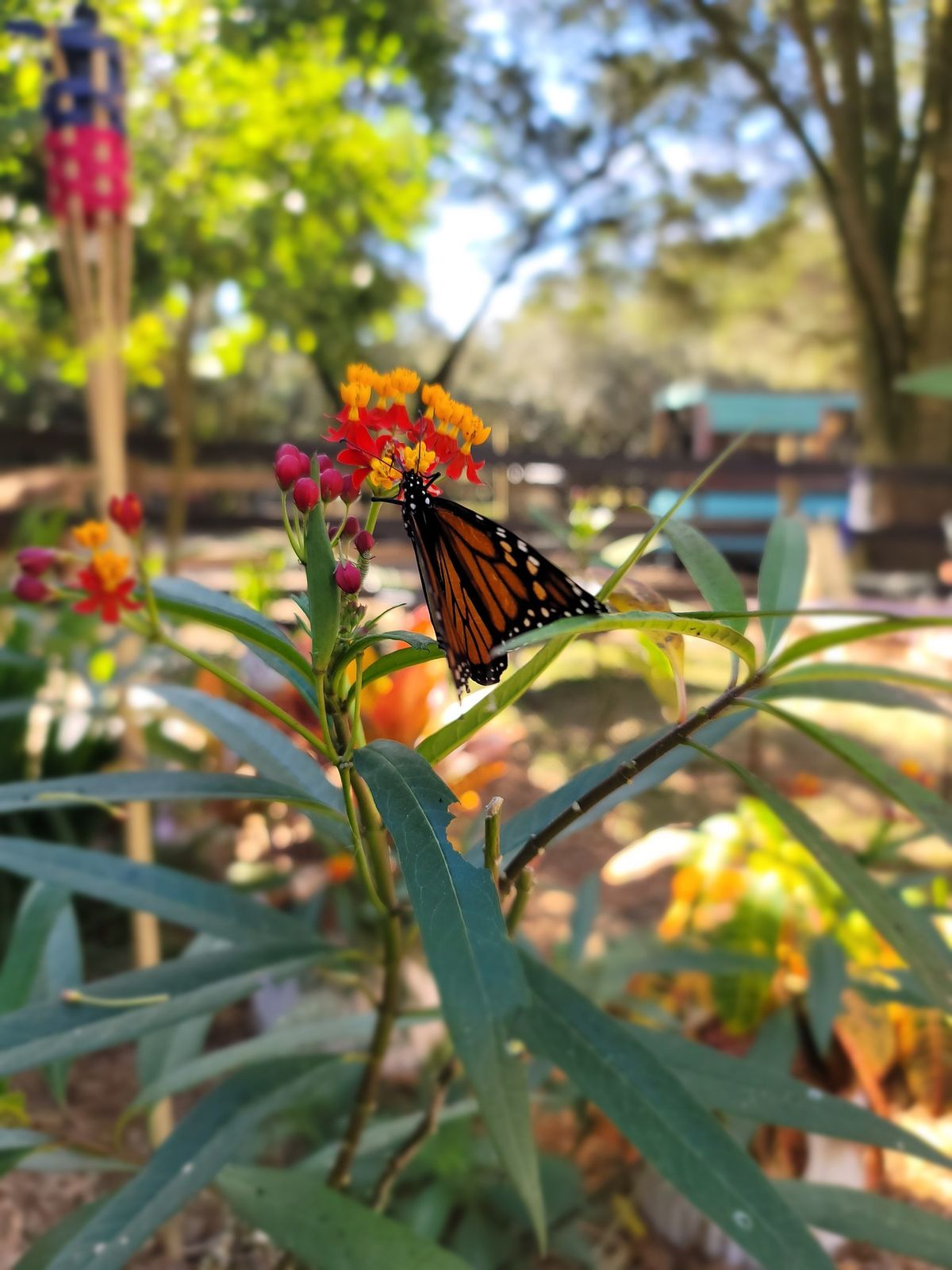 Butterfly Release 