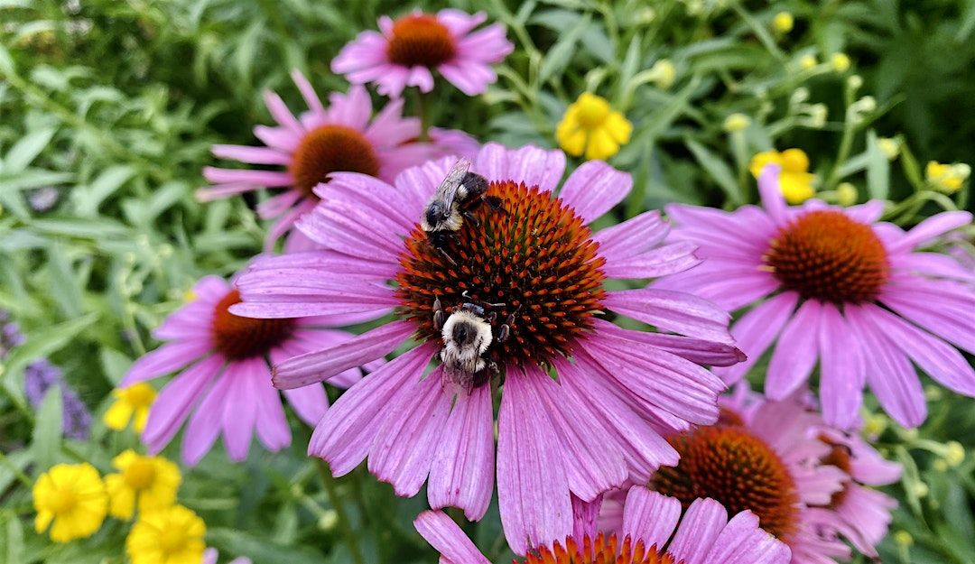 Bringing Nature Home: Native Plants & Pollinators, Berkshire Athenaeum ...