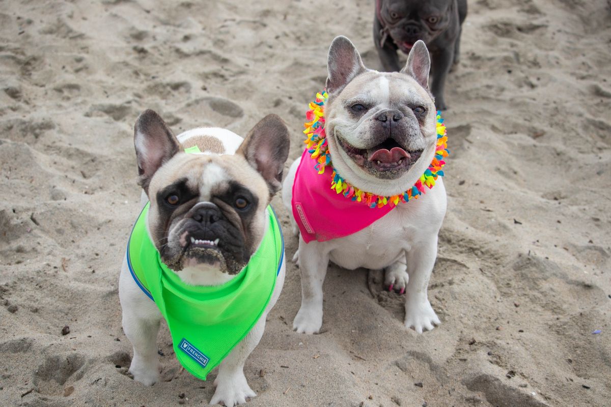 Frenchie Meetup with the French Beachdogs!
