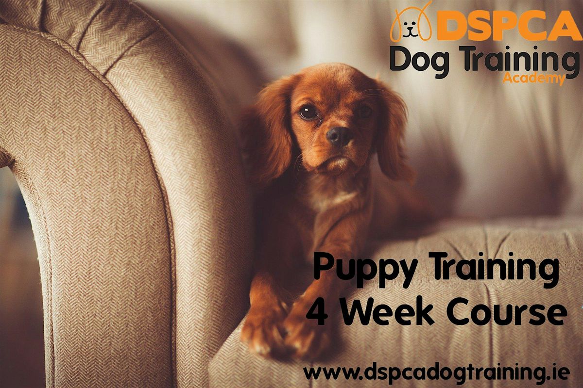 PUPPY TRAINING (LEVEL 1) Wednesday, Corkagh Park