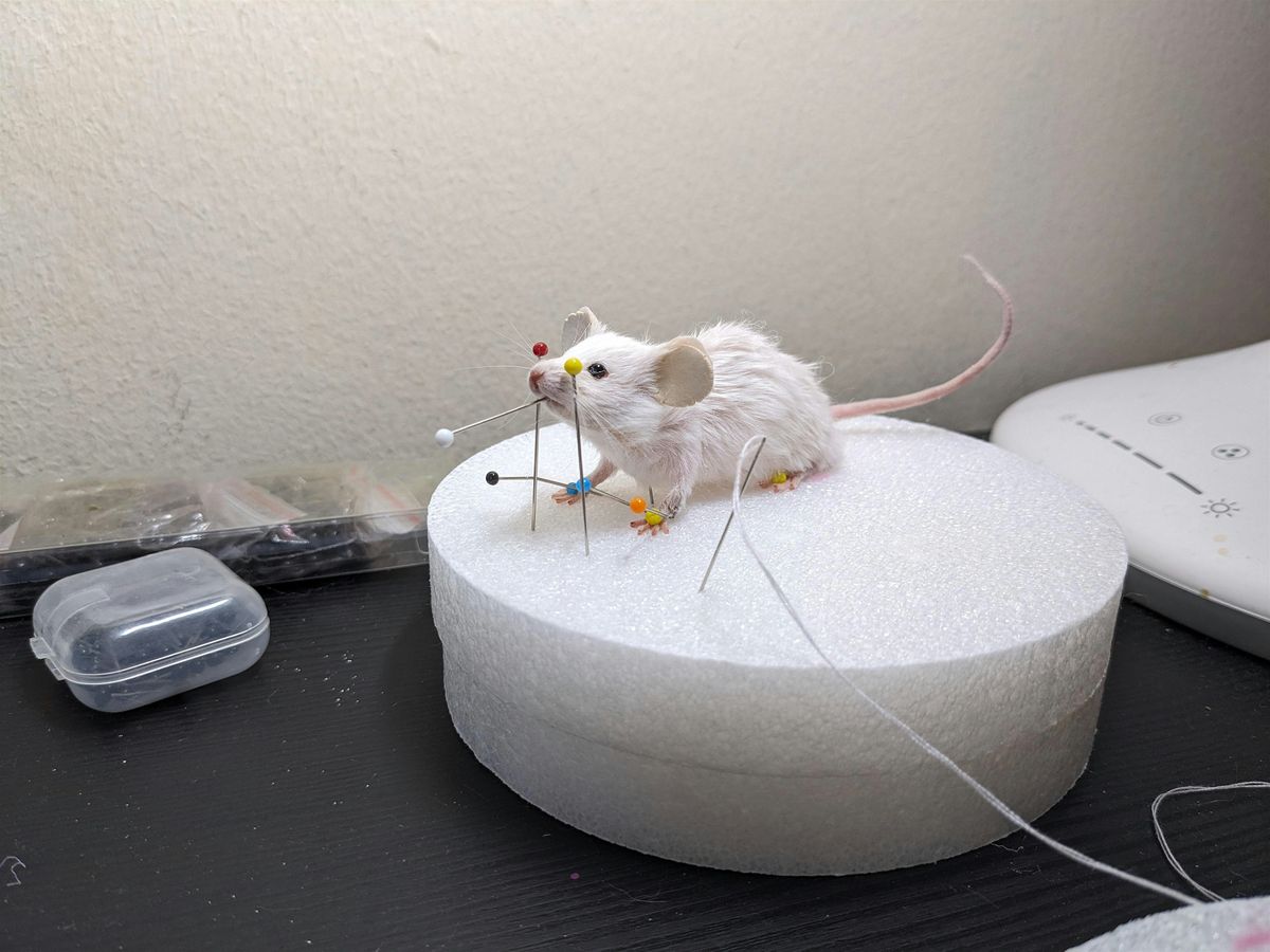 Mouse Taxidermy Class
