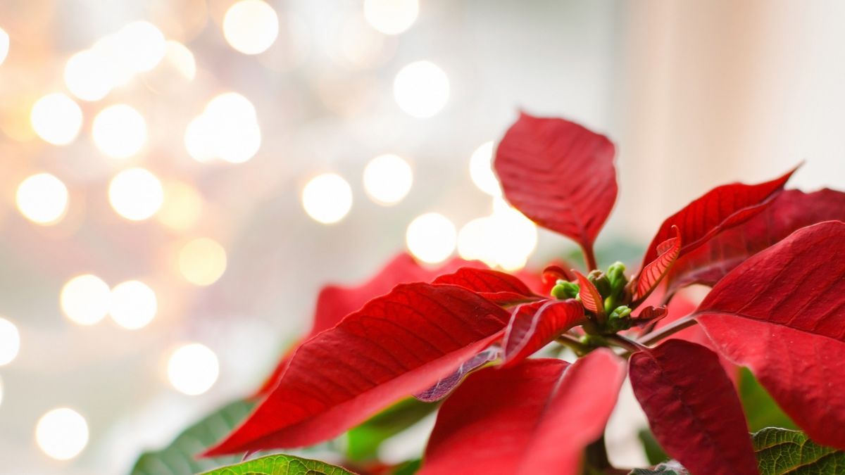 Workshop: Poinsettia Plant Hangers