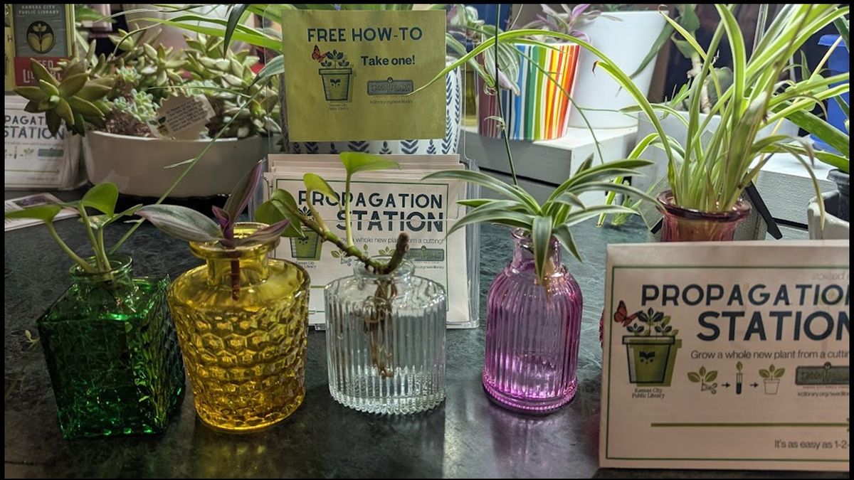 Plant Swap & Propagation Station Celebration