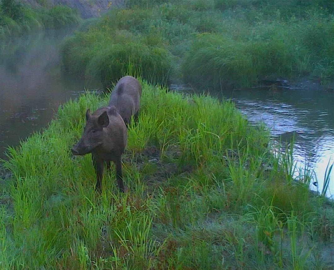 Wild Pigs a Manitoba Threat