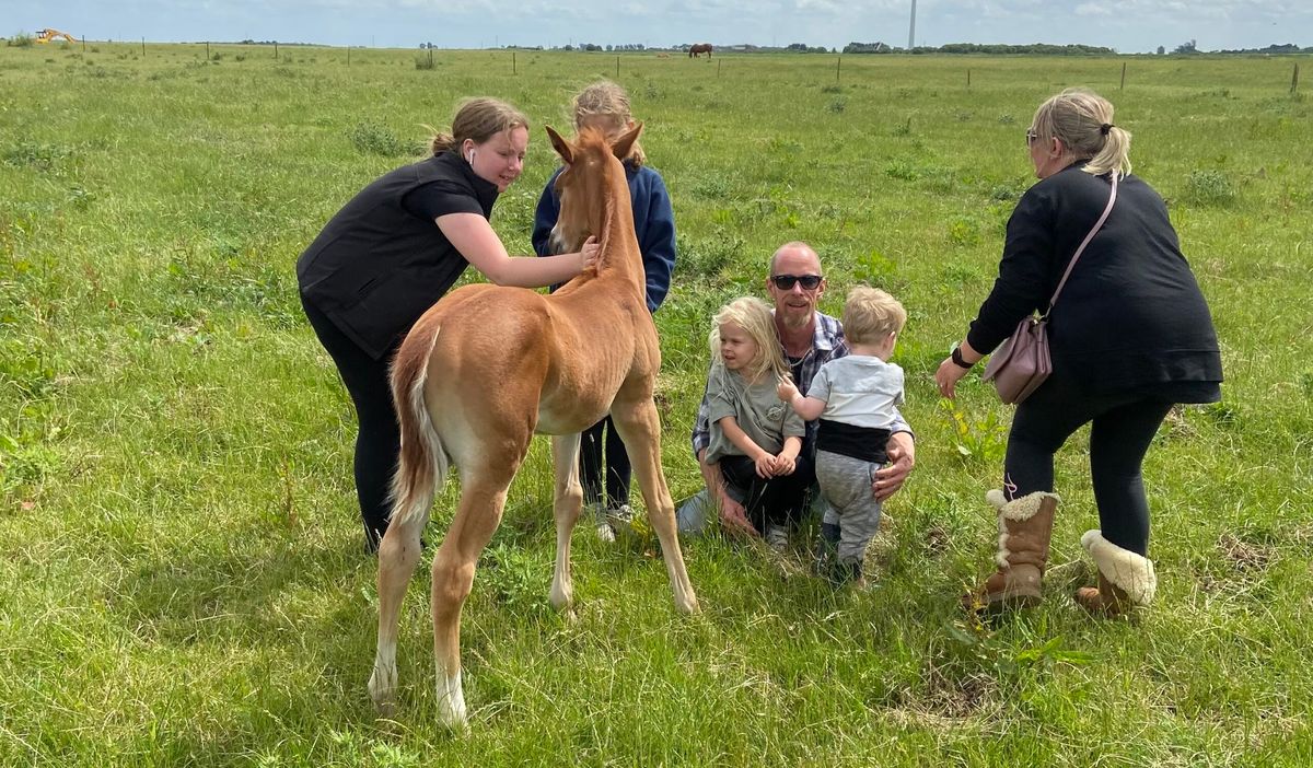 Afternoon Tea with the Foals \u2013 Friday 25th July 2025