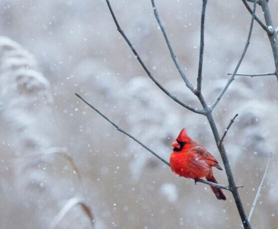 Family Workshop: Winter in Indiana