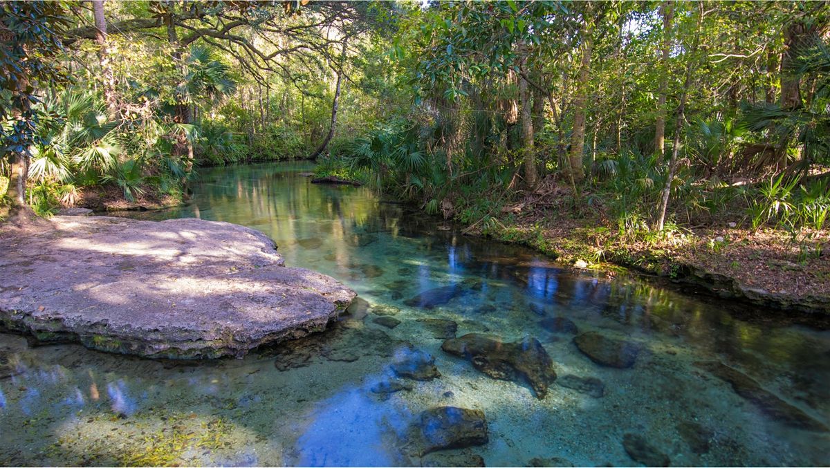 Florida\u2019s Fabulous Trees