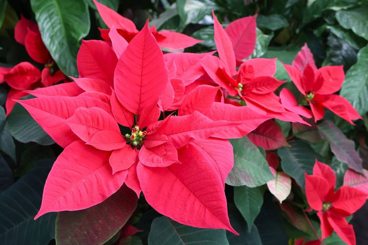 Poinsettia Exhibit