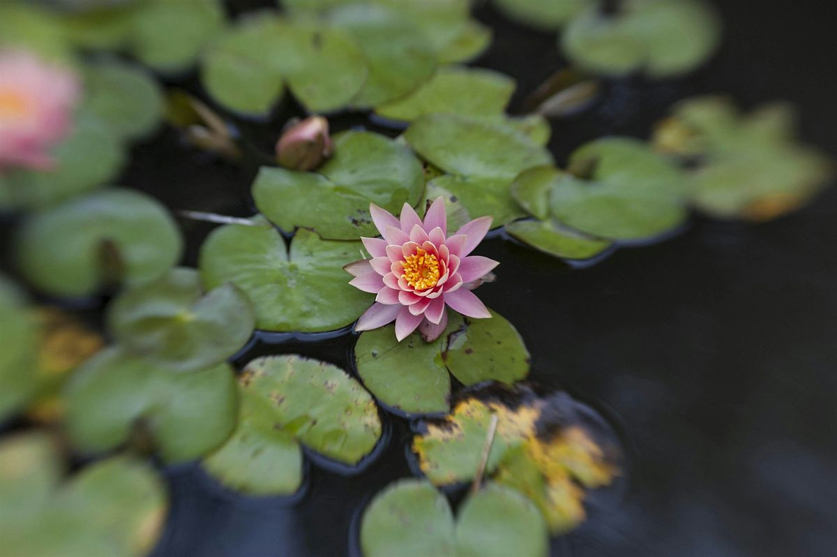 Photographing the Gardens at the Huntington Library with Art Ramirez