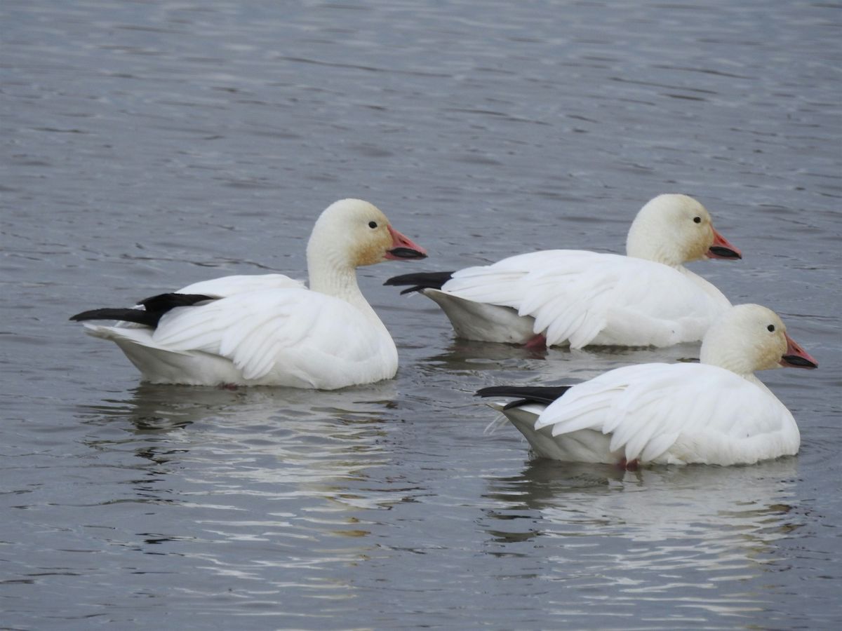 Guided Walk - Gray Lodge Wildlife Area (Butte Co)