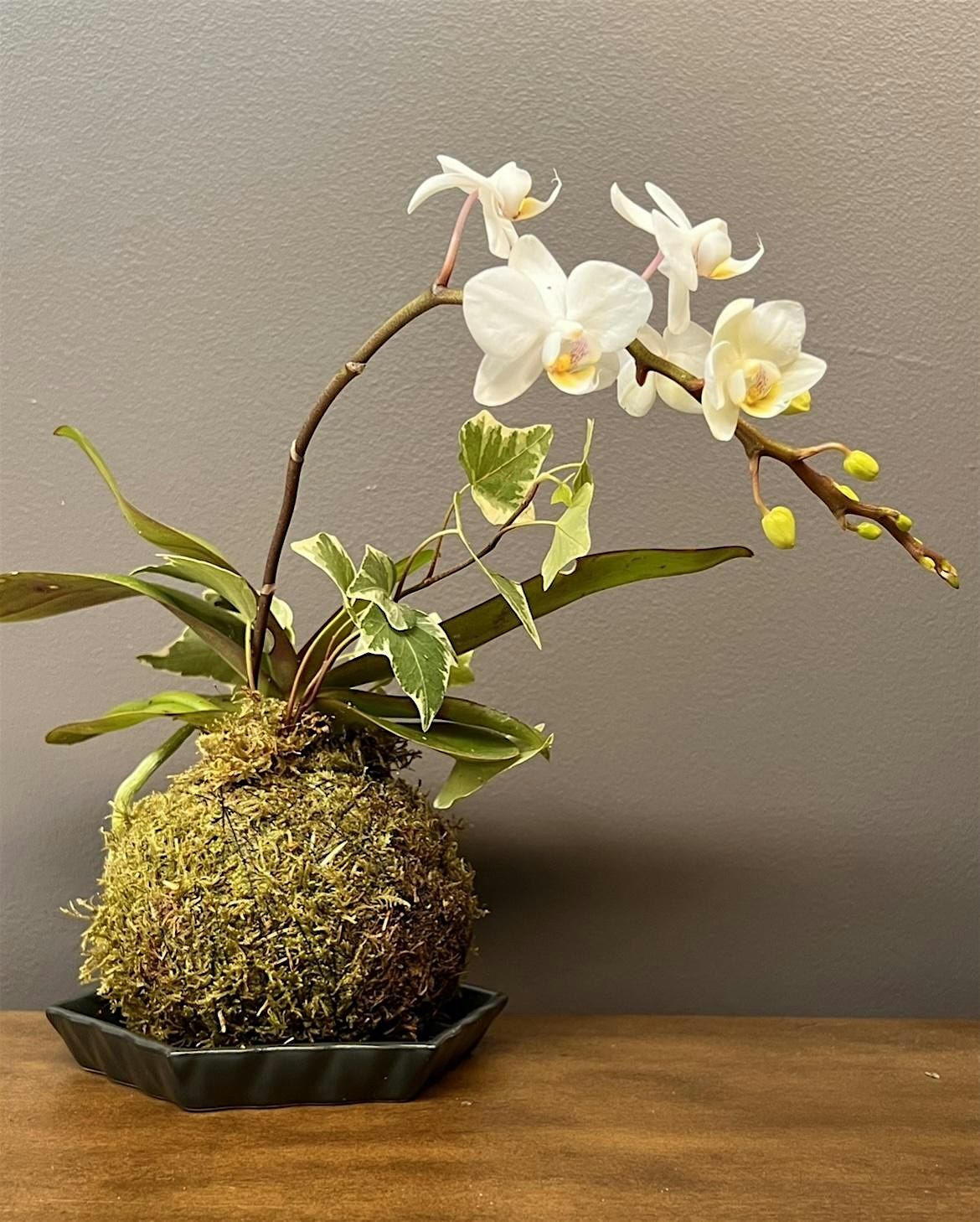 Introduction to Japanese Kokedama with Sophath Toun