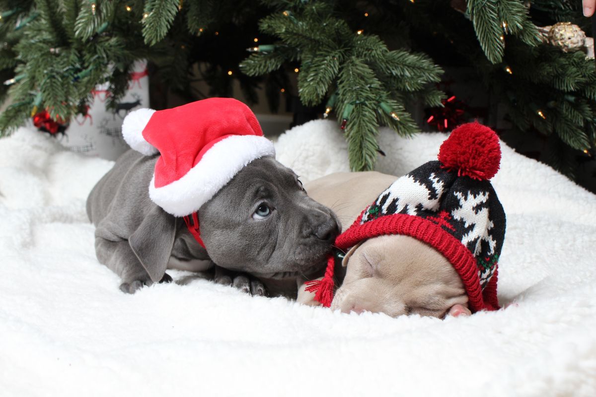 Wags & Walks Howliday Bazaar