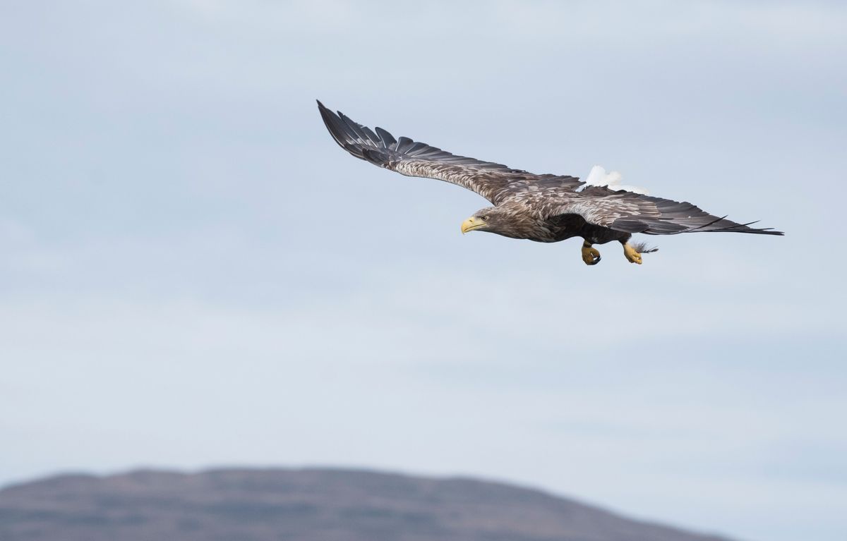 Highland Local Group Indoor Programme - The Prospect for Eagles in Scotland