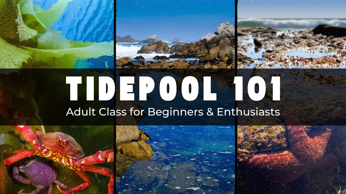 Tidepool 101