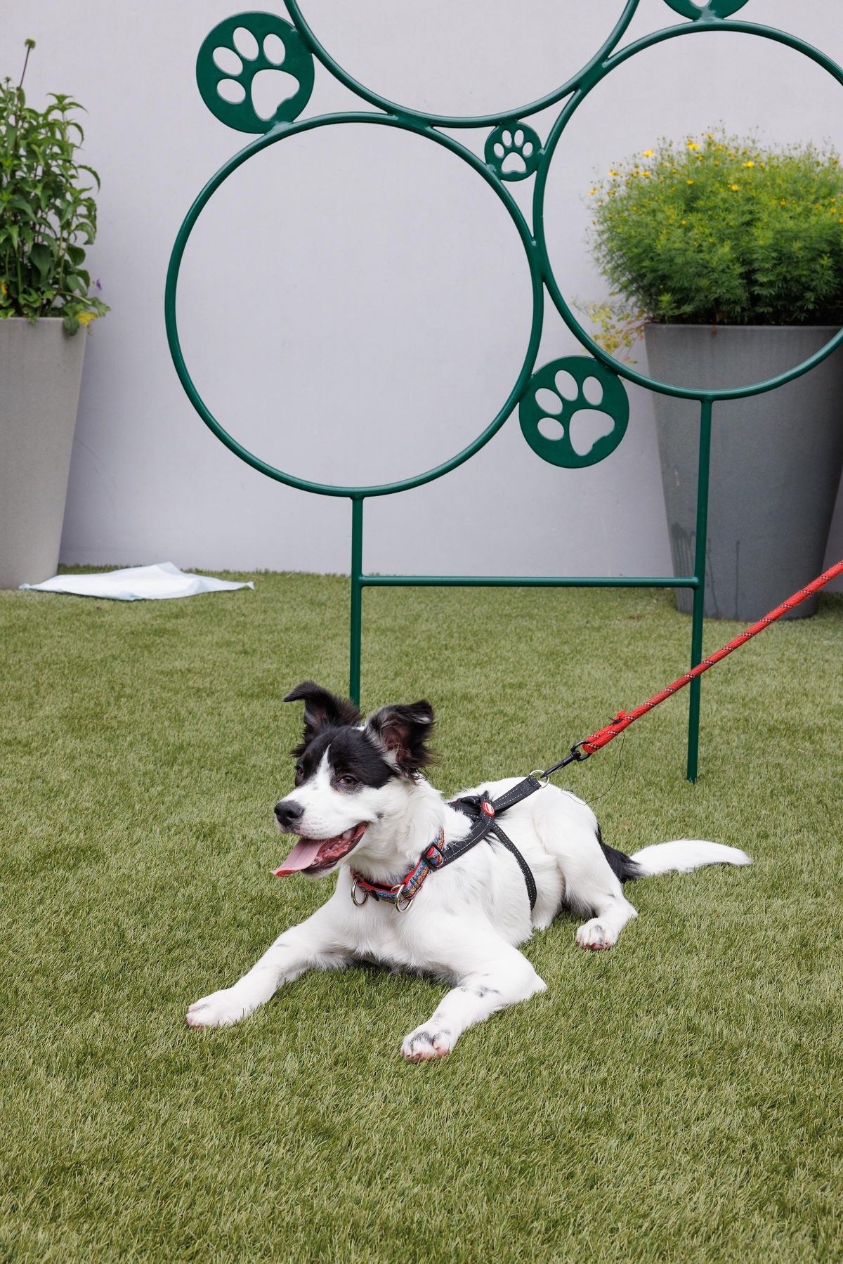 Fall Festival Dog Adoption and Costume Contest