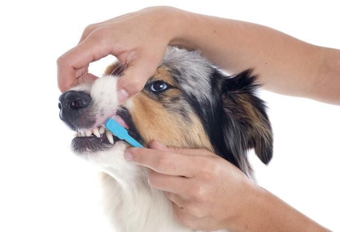 Dog & Cat Teeth Cleaning, No Sedation!