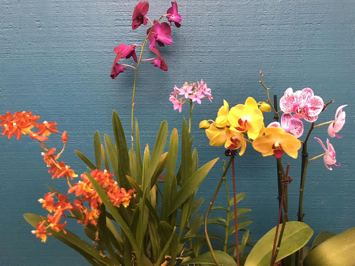 Growing Orchids & Bromeliads