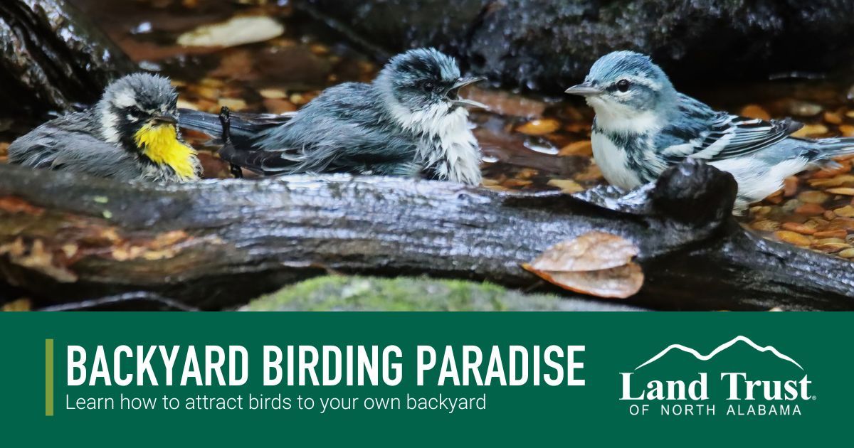 Building a Backyard Birding Paradise