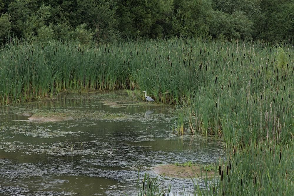 Members Only - Guided Walk around Whitacre Heath Nature Reserve