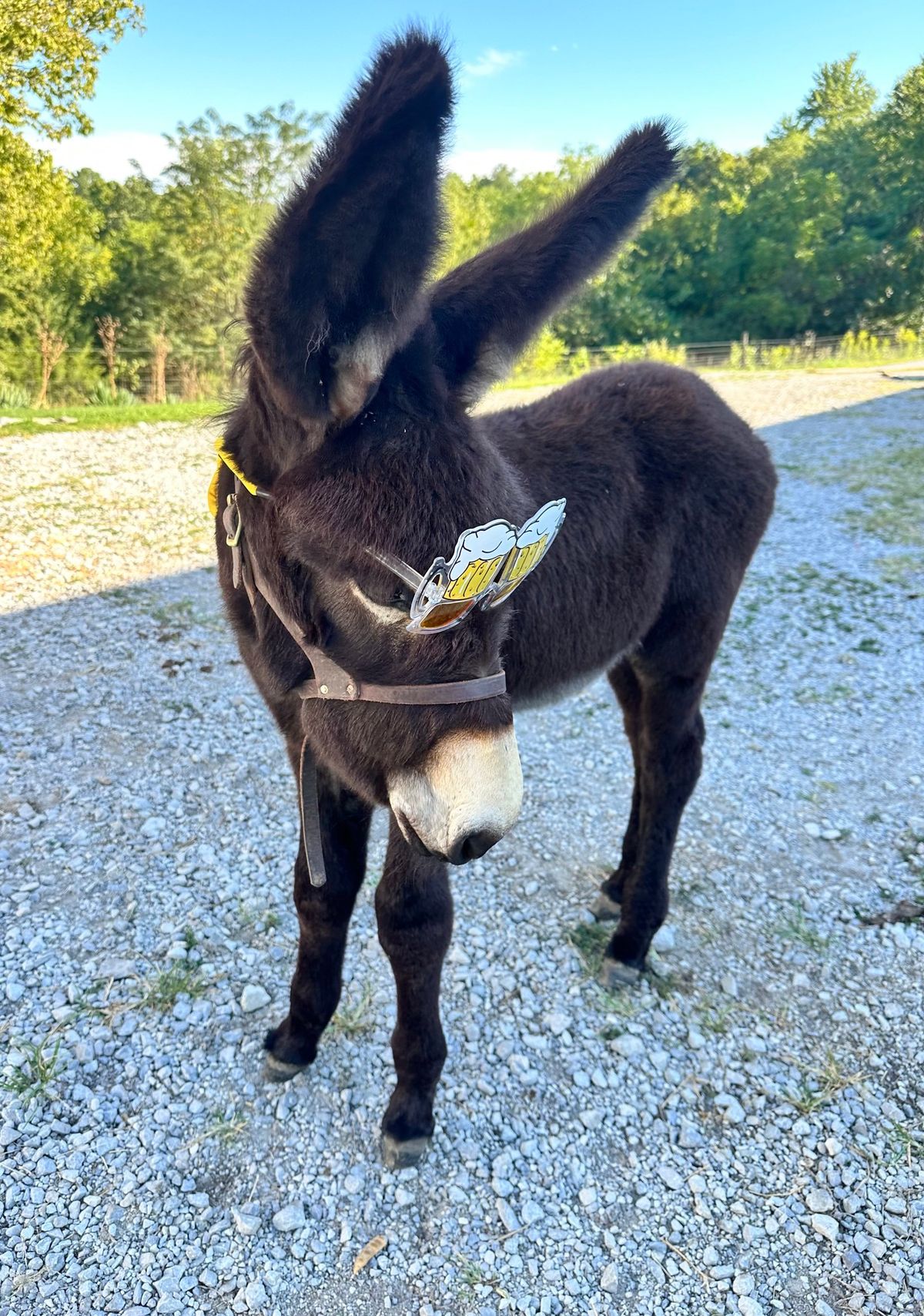 Goat yoga 