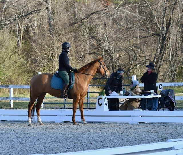 Dressage Ride a Test 