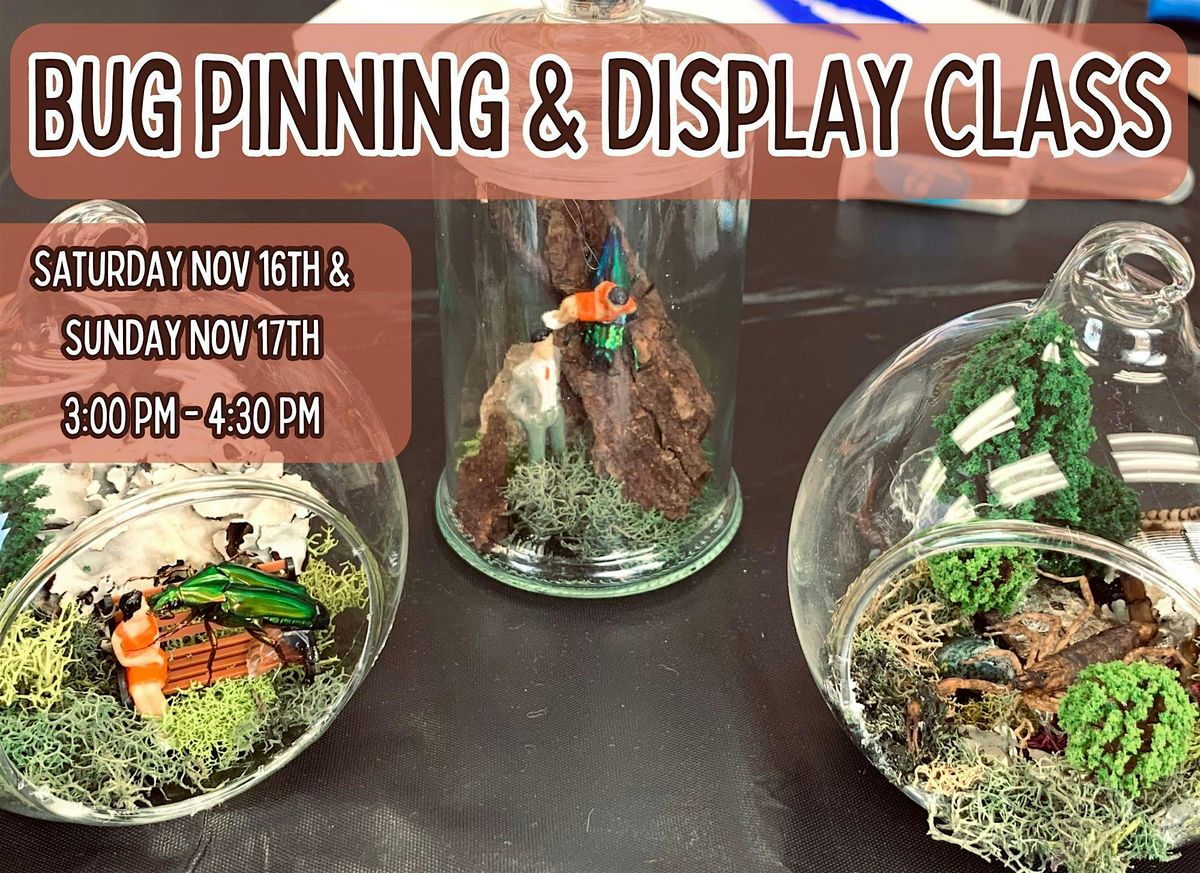 Bug Pinning & Display Class - November