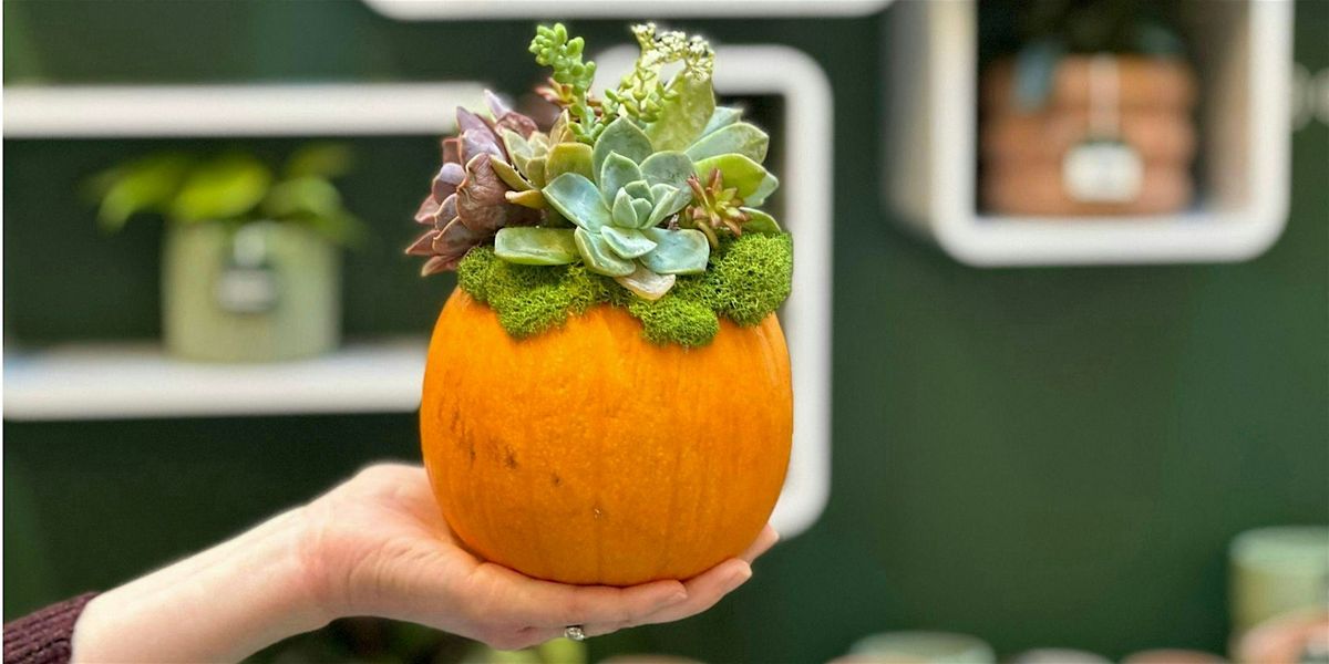 Succulent Pumpkin Making | Growhalla Workshop Series