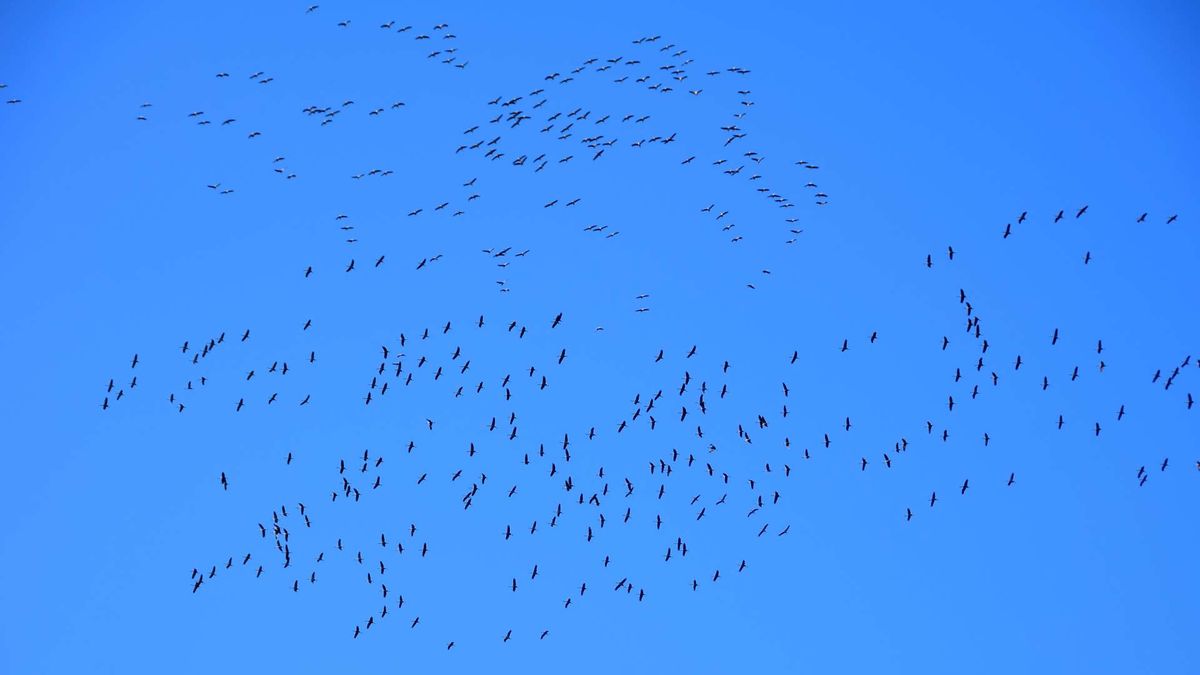 Rdv Nature - Les oiseaux migrateurs du Domaine