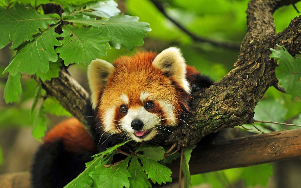 Refreshments for Red Pandas!