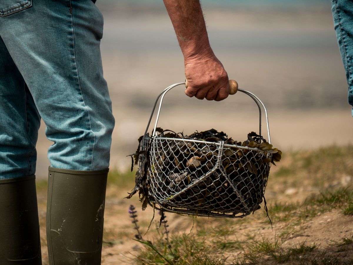 Coastal Foraging and Edible seaweed | Dorset foraging courses