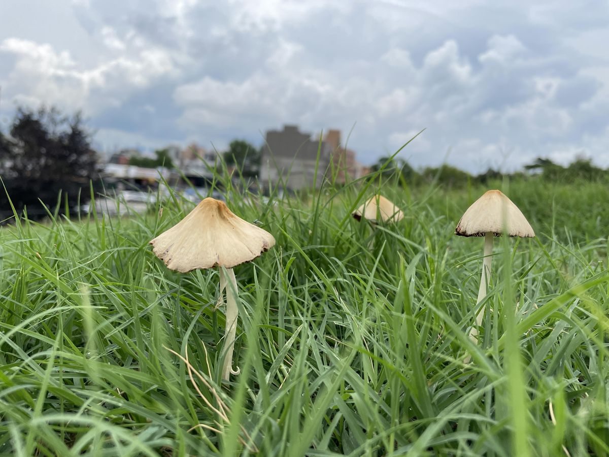 Fun with Fungi: Mushroom Walk for Kids