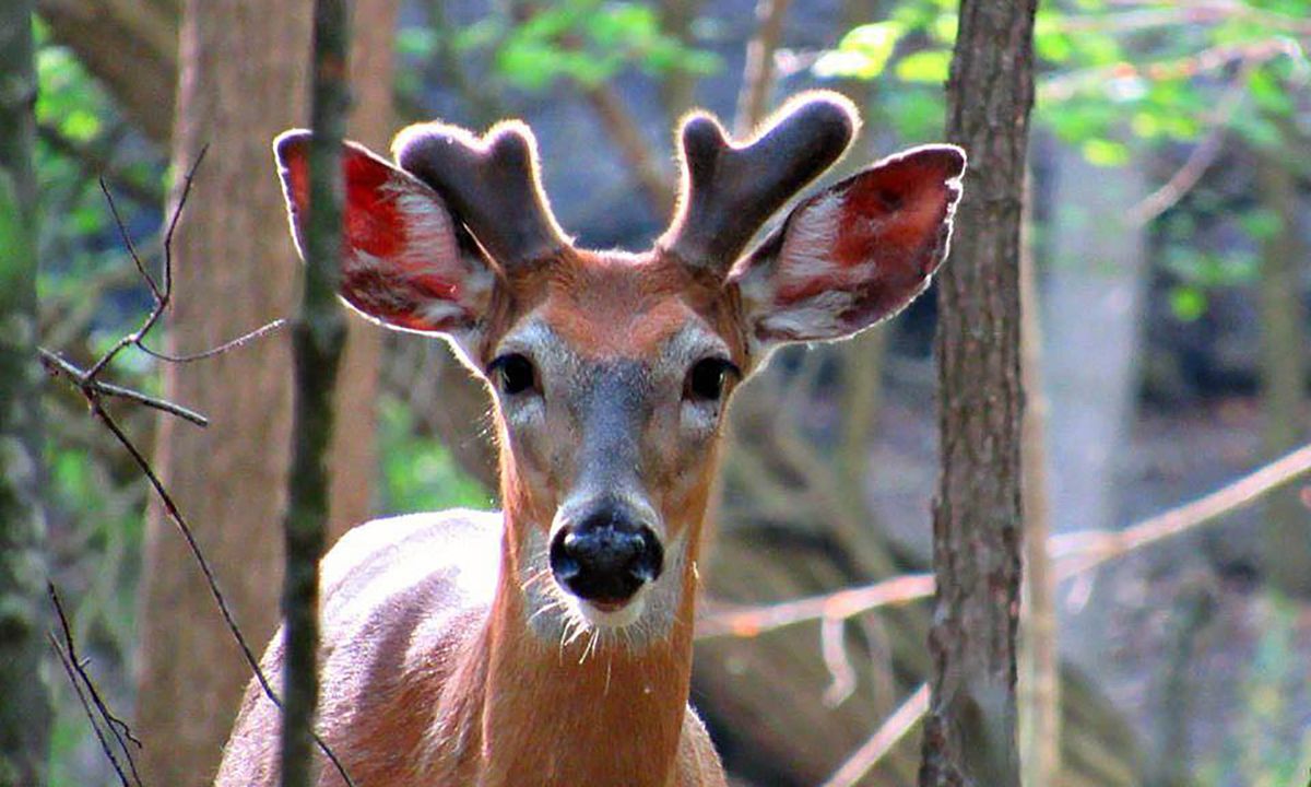 Nature on Tap: Animal Mating