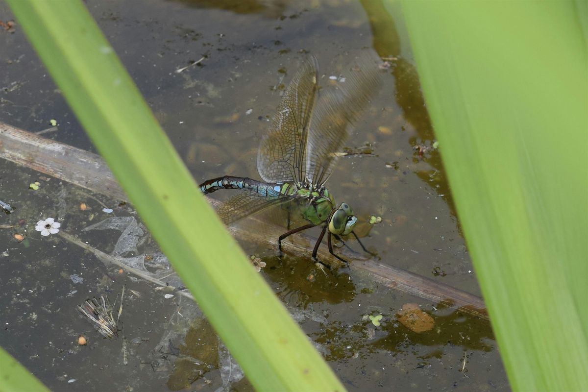 Back To Nature -Dragonflies at Slades Farm