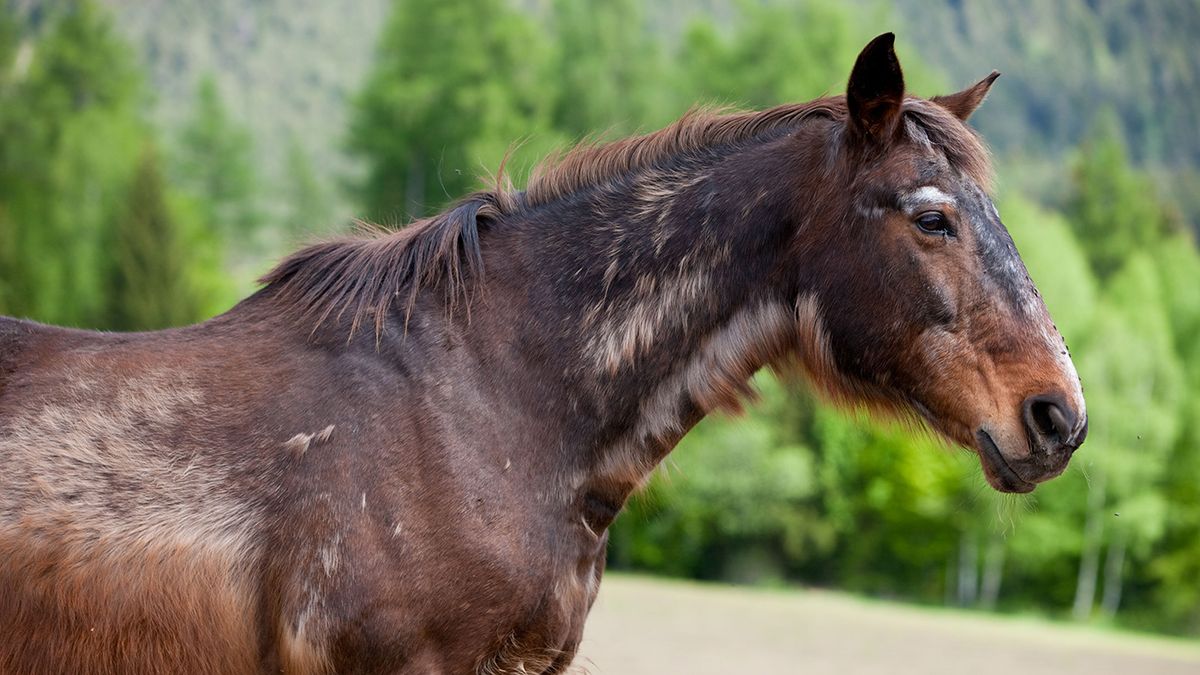 Virtual Lecture - Insulin Dysregulation & PPID Tests & Treatment Protocols to Keep Laminitis at Bay