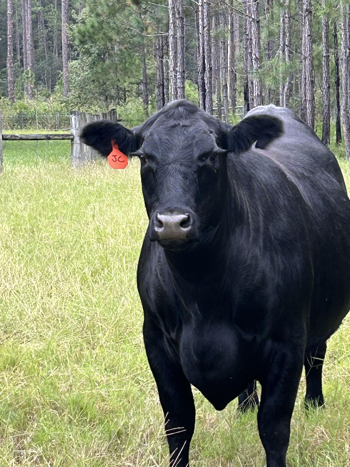 Cline's Custom Meats Beef Class January 11th