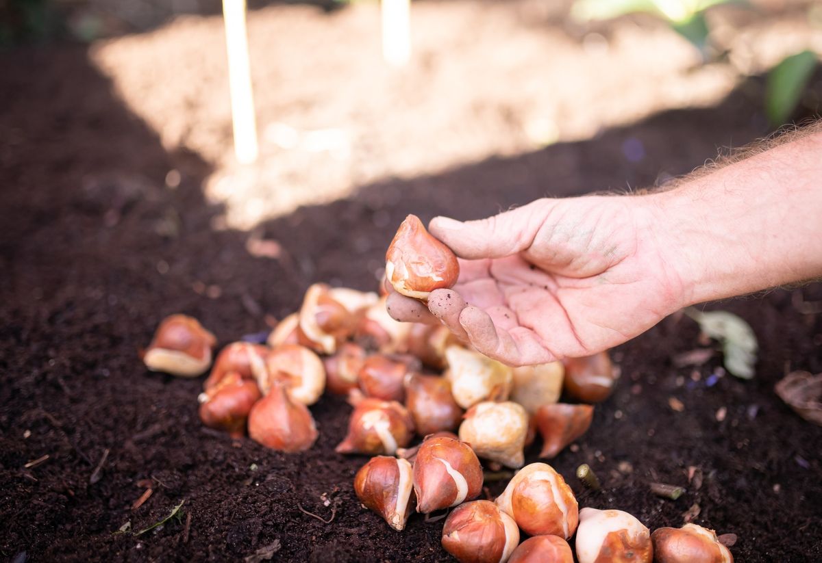 Spring Bulbs 101 at GARDENWORKS North Shore