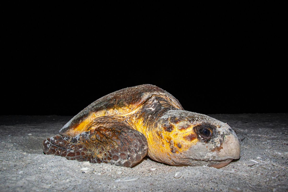 Sea Turtle Program and Walk