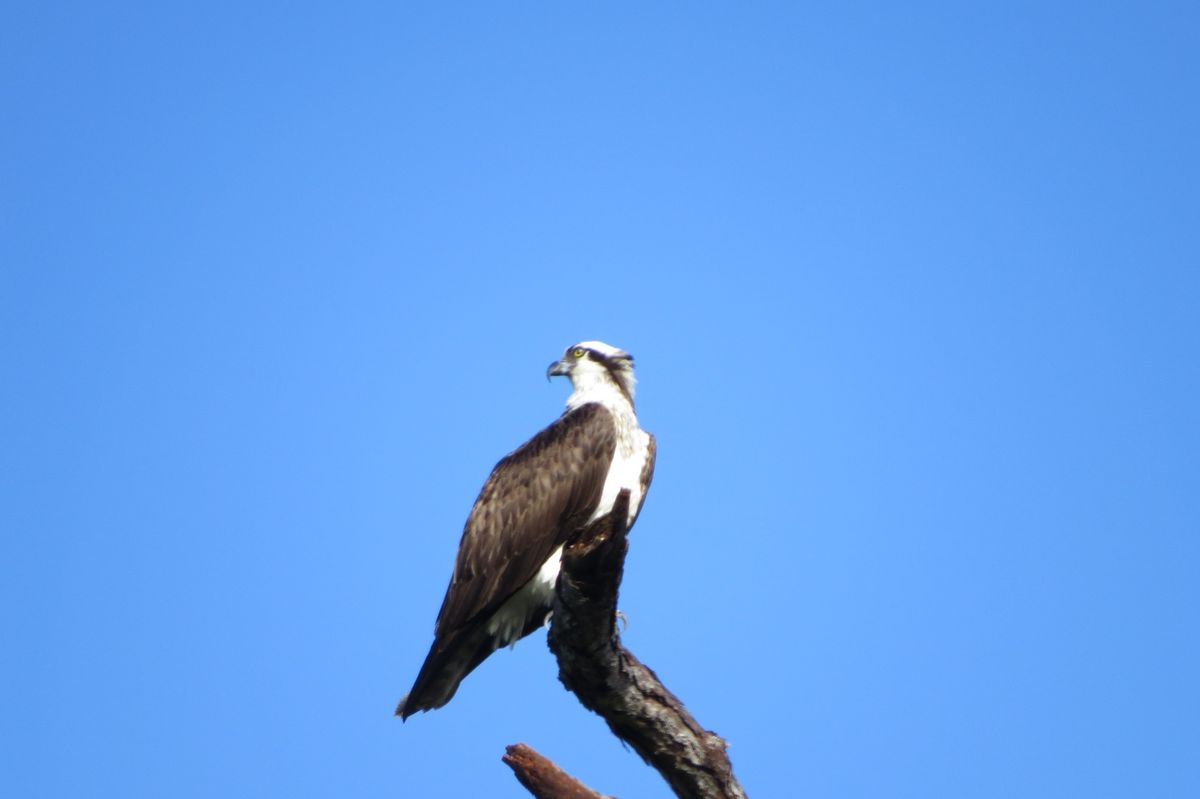 Kayaking trip on Chassahowitzka River