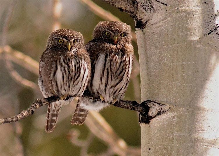 Small Mountain Owls - CARRI Summer Speaker Series
