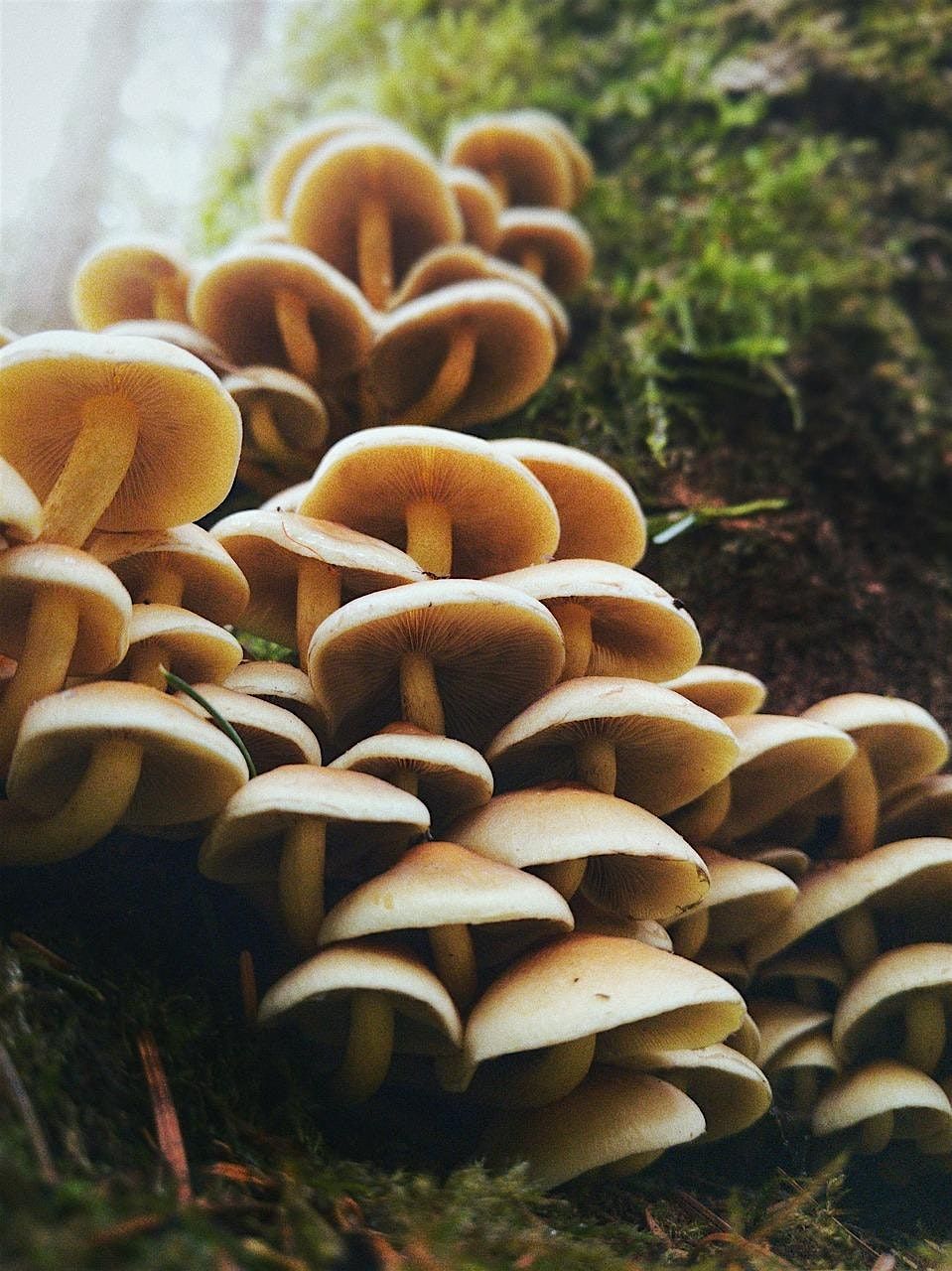 A Taste of Good Medicine: A Culinary & Art Exploration of Mushrooms