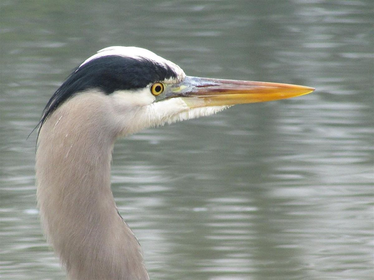 Lodi Lake & Woodbridge Reserve