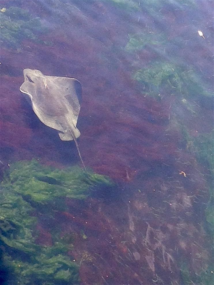 Urban Estuaries: San Francisco Bay and Lake Merritt CA Naturalists - 2026
