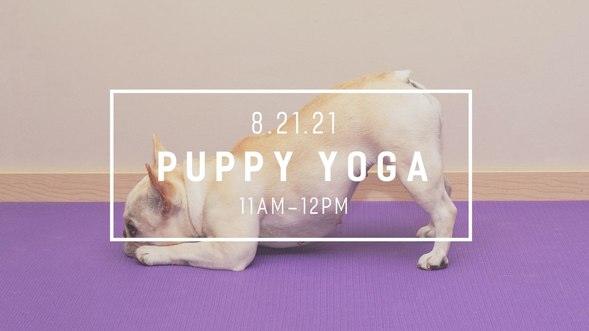 Puppy Yoga with The Little Black Dog Rescue
