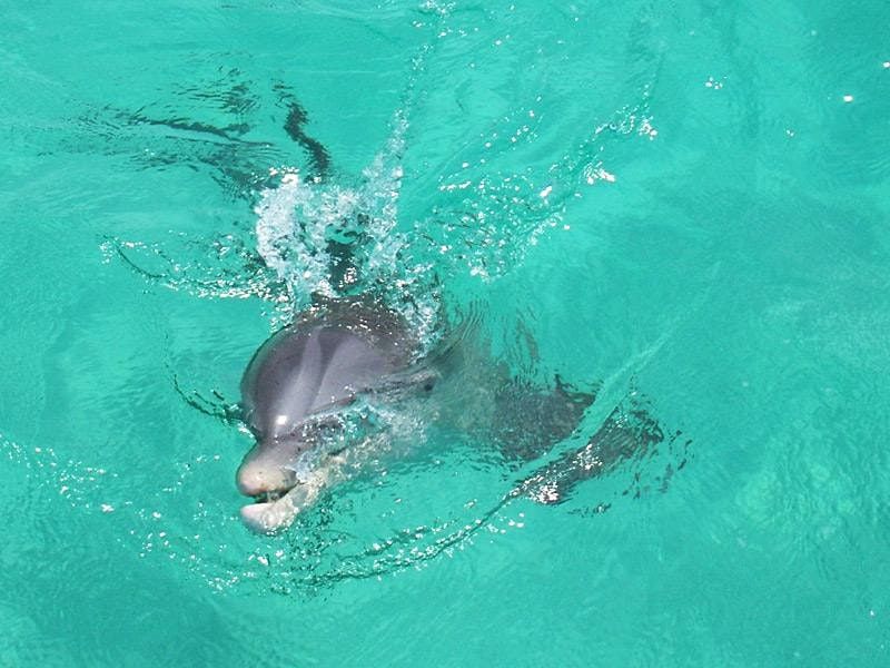 Panama City Beach Snorkeling & Dolphin Tours LLC (850) 9193412