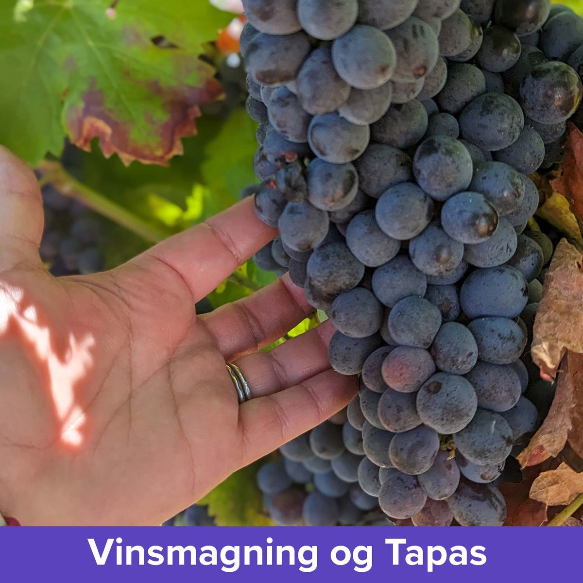 Vinsmagning og Tapas