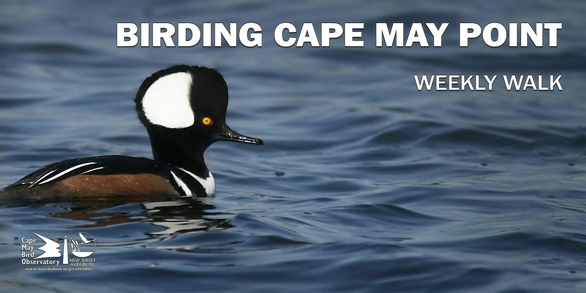 Birding Cape May Point