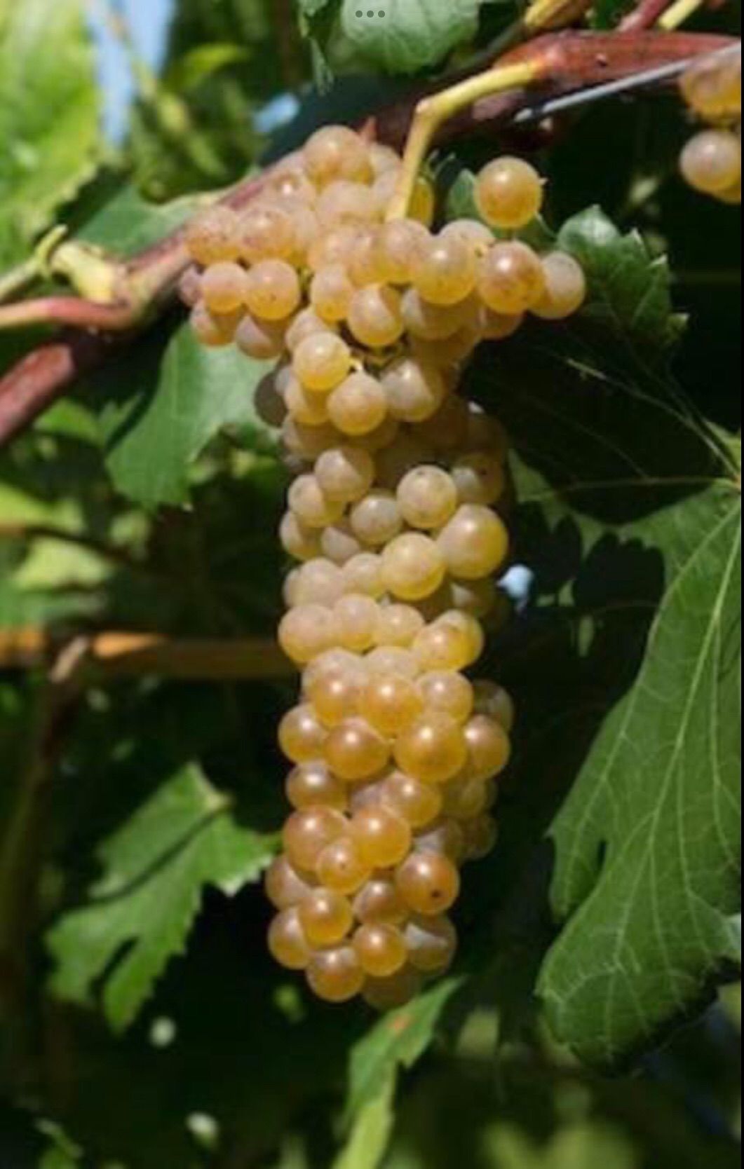 Winter grape pruning workshop with University of MN Extension