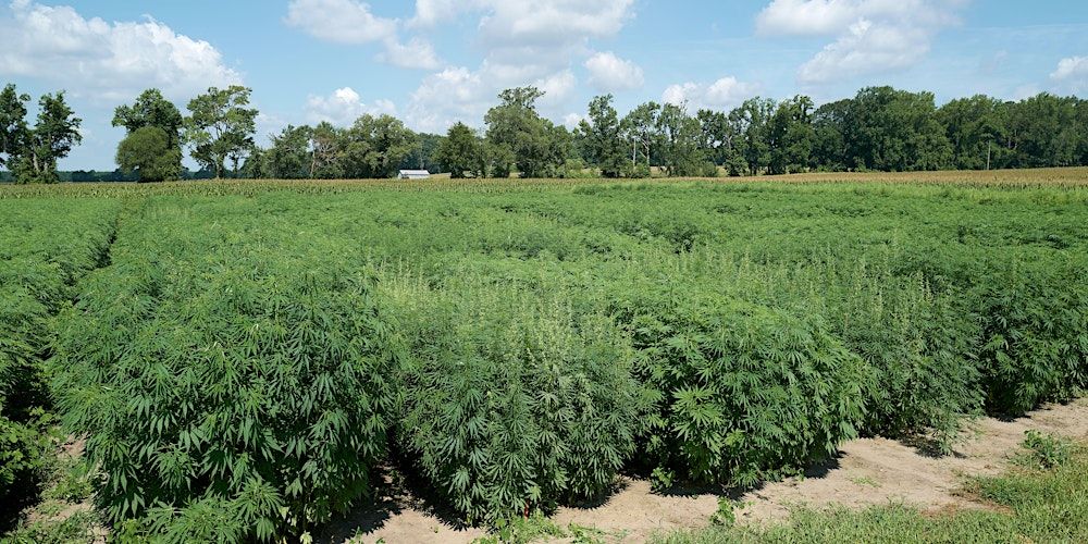 2024 NC State Fiber Hemp Field Day