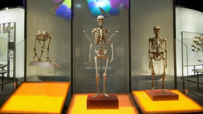 SciCafe: Why Human Evolution is Unremarkable