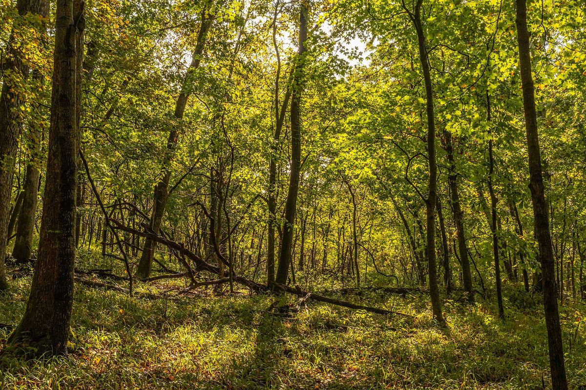 The Natural Word: Nature Journaling at Floracliff